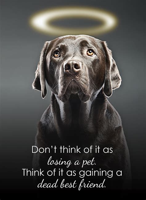 when pets die quotes